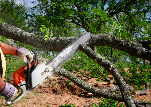 Best Dead Tree Removal  in Grosse Pointe Park, MI